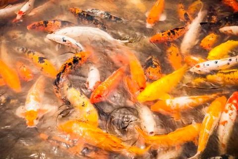 Koi Fish Stock Photos