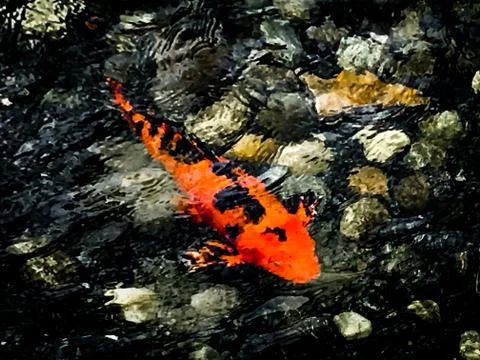 Koi Fish 写真素材