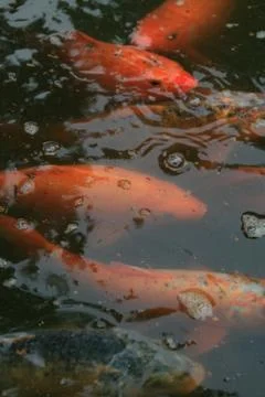 Koi Fish Foto stock