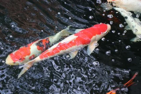 Koi fish Stock Photos