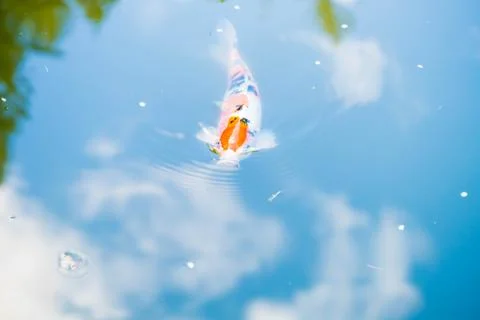 Koi Fish Stock Photos