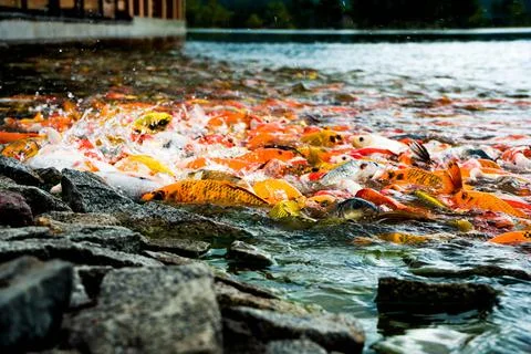 Koi fish Stock Photos