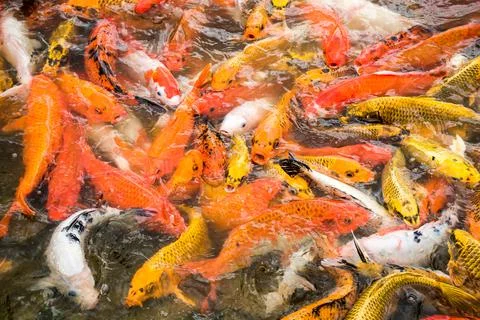 Koi fish Stock Photos