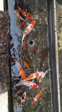 Koi Fish Fotos Stock