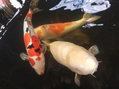 Koi fish Stock Photos