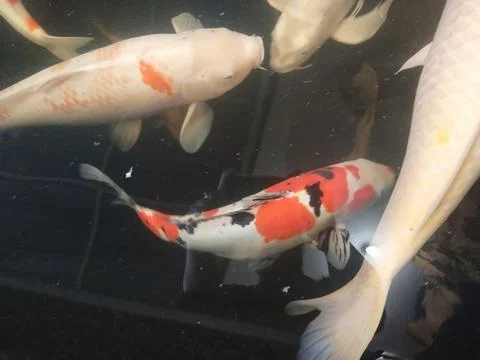 Koi fish Stock Photos