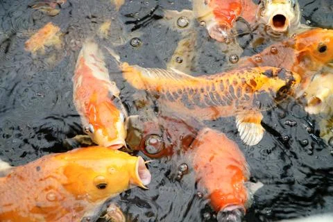 KOI fish Stock Photos