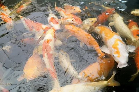 KOI Fish Stock Photos