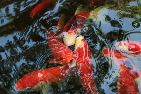 Koi fish Stock Photos