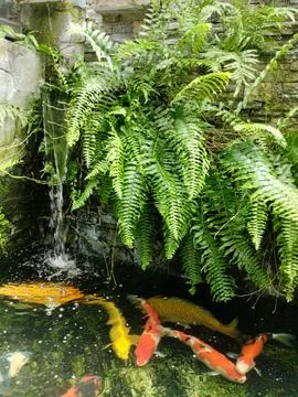 Koi fish 库存照片