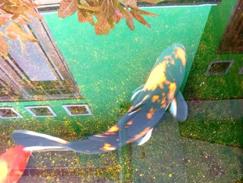 Koi fish Stock Photos