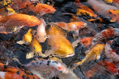Koi fish Stock Photos