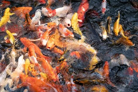 Koi fish Stock Photos