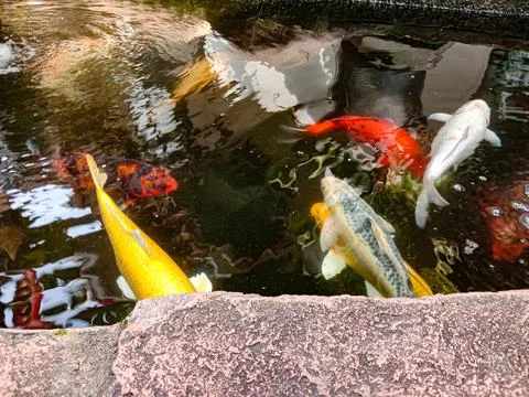 Koi fish Stock Photos