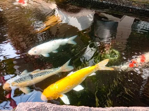 Koi fish Stock Photos