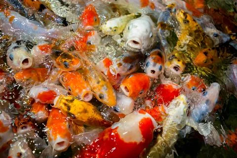 Koi fish Stock Photos