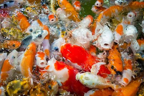 Koi fish Stock Photos