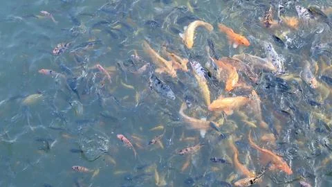 Koi fish 스톡 사진