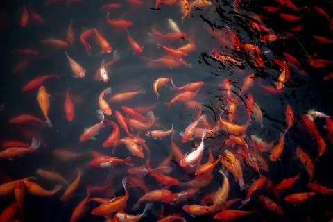 Koi fish. Stock Photos