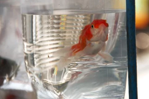 Koi fish in plastic Stock Photos