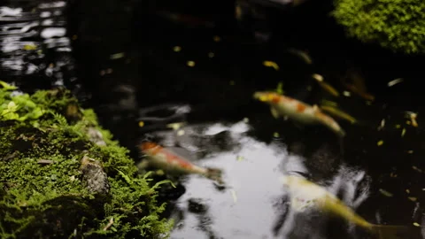 Koi Fish In Pond 02 Stock Footage 283612781