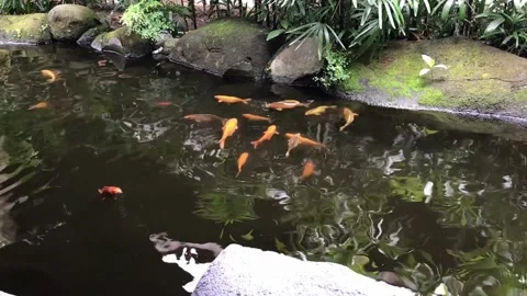 Koi Fish pond 2 Stock Footage 223620764