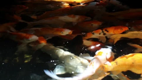 Koi Fish Pond Activity. Stock Footage 312070944