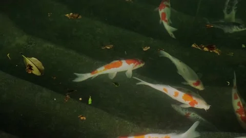 Koi fish in a pond with artificial lighting Stock Footage 180505526
