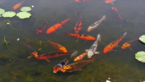 Koi fish pond (carp) in 4k Stock Footage 70298181