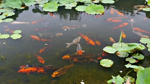 Koi fish pond (carp) in 4k Stock Footage 70301126
