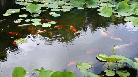 Koi fish pond (carp) in 4k 動画素材 70590870