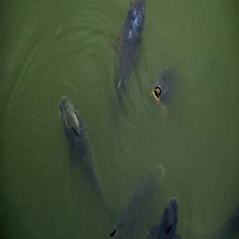 Koi fish in pond, coming to surface to breath Stock-Footage 69414387