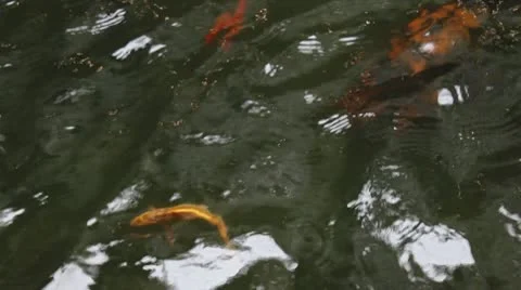 Koi Fish in Pond Stock Footage 10579540