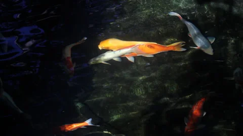 Koi Fish in a pond Stock Footage 32927067