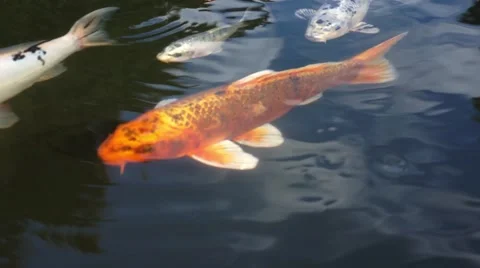 Koi fish in the pond Stock Footage 43831092