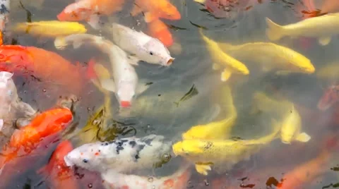 Koi fish in the pond Stock Footage 47472739