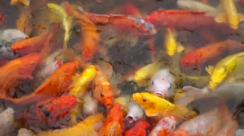 Koi fish in the pond Stock Footage 48022361