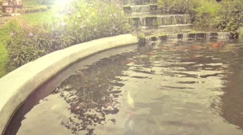 Koi fish in pond 스톡 동영상 59758074