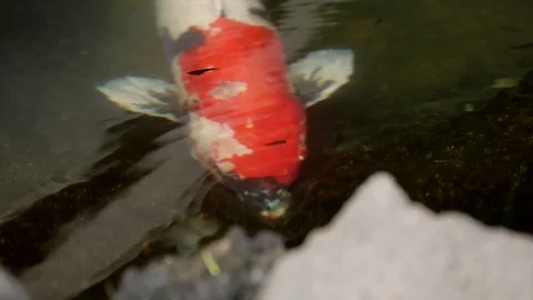 Koi Fish Pond Stock Footage 73976141