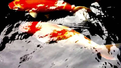 Koi Fish in a Pond Stock Footage 74142455