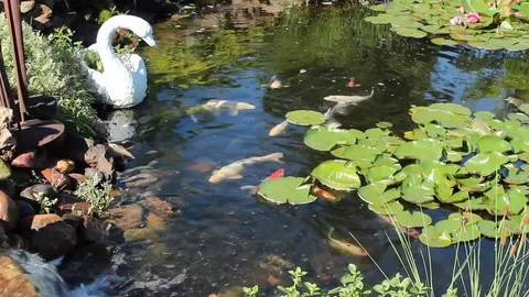 Koi fish pond Stock Footage 76719137