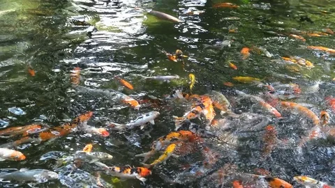 Koi fish in a pond Stock Footage 77831732