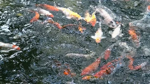 Koi fish in a pond Video stock 77832371