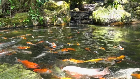 Koi fish in a pond Stock Footage 77834217