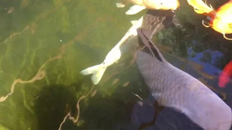 KOI FISH IN A POND Stock Footage 78193102