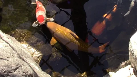 Koi fish in pond Video stock 82663864