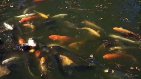 Koi Fish Pond. Stock Footage 82847578