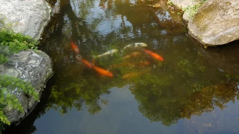 Koi Fish on Pond Stock Footage 87596807
