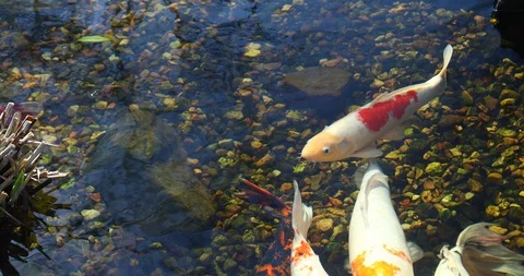 Koi fish in a pond Stockbeeldmateriaal 89593806