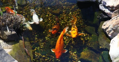 Koi fish in a pond 動画素材 89593903